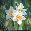Narcisy, olej 0x70